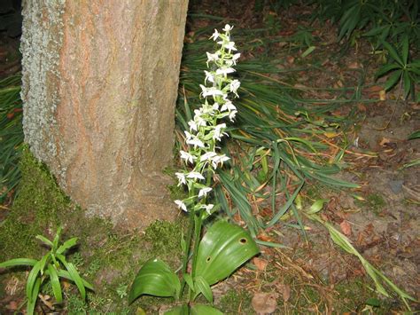 Любка двулистная (ночная фиалка, царские свечи, Platanthera bifolia ...