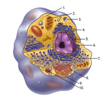 Eukaryote Labeled Diagram Quizlet