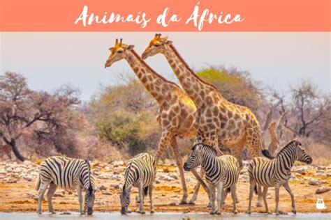 50 Animais Da África Características Curiosidades E Fotos