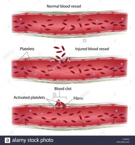 Blood Vessel Diagram