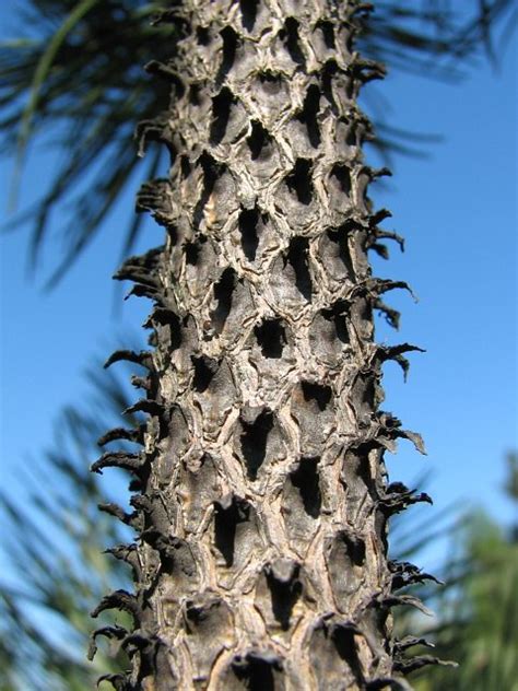 Sosna Czarna Pinus Nigra Ang European Black Pine