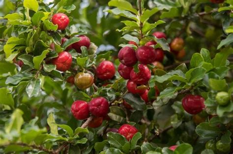 Arvore Frutifera Que Cresce Rapido - Arvore Frutifera que Cresce Rapido e Pode Ser Plantada em Casa