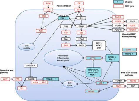 Genes in cancer-related pathways. Genes in the ‘Focal adhesion’, ‘Wnt ... 