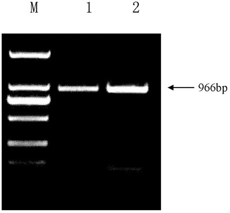 Transcription Factor Its Coding Gene And Application Eureka Patsnap