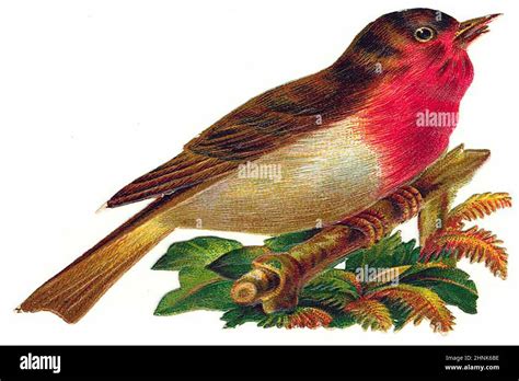 Vintage Bird illustrations Stock Photo - Alamy