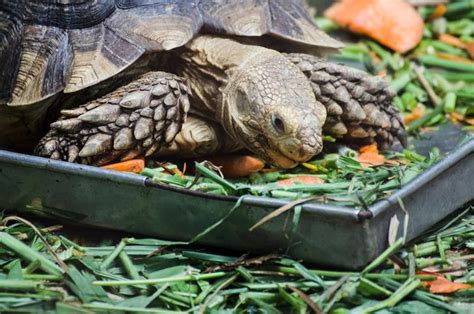 Cómo Cuidar Una Tortuga De Tierra Terrarios Alimentación Y Cuidados