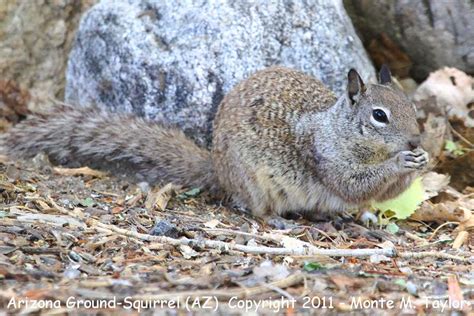 Arizona Ground-Squirrel