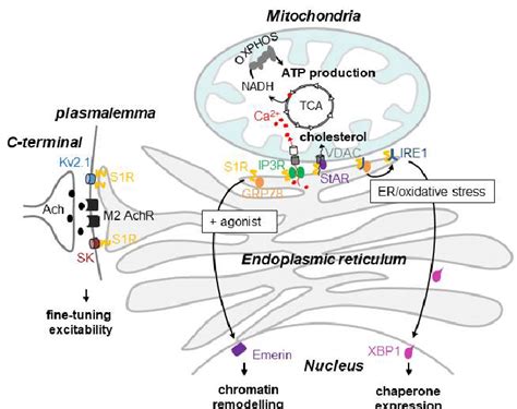 Putative Neuroprotective Functions Of Sigma 1 Receptor In Motor