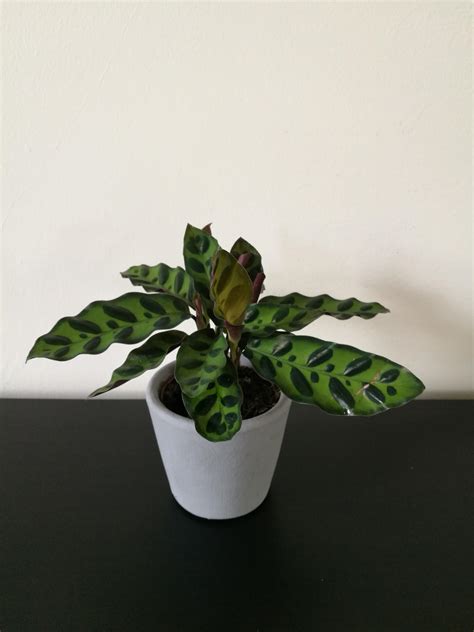 Any tips for small inexpensive decent humidifier? Thanks! : r/IndoorPlants
