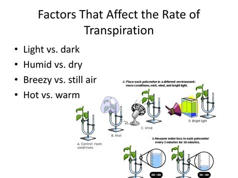 PPT - Transpiration Lab PowerPoint Presentation, free download - ID:2164102