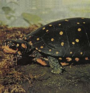 Reptiles Of The World Spotted Turtle Gans Collections And Charitable