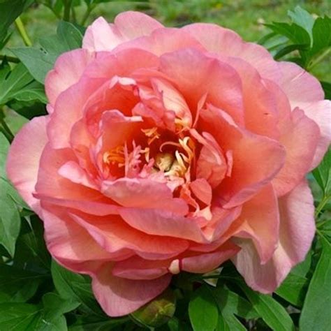 Пион коллис мемори - фото и картинки: 69 штук