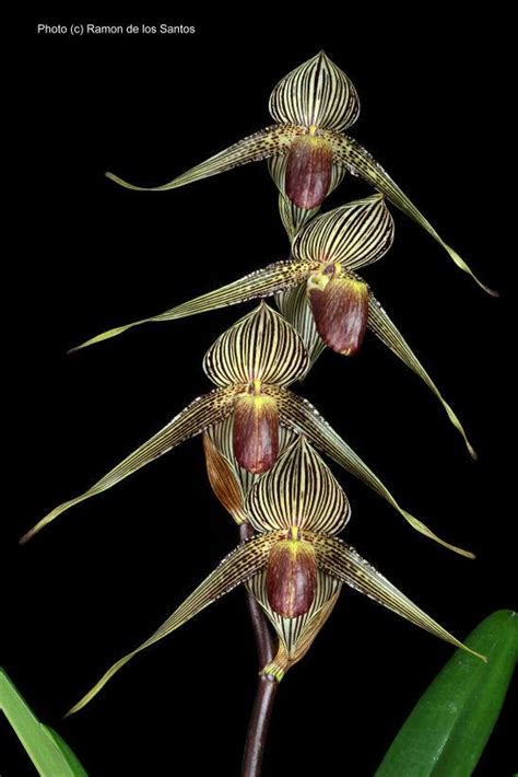 Paph. rothschildianum ‘Paph Paradise Too’ species – California Sierra Nevada Judging Center