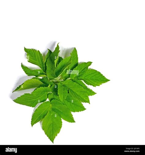 Ground Elder Aegopodium Podagraria Isolated Against White Background