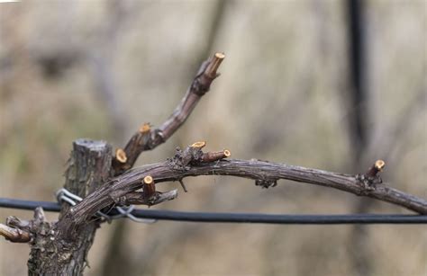 How to Train and Prune Grapevines