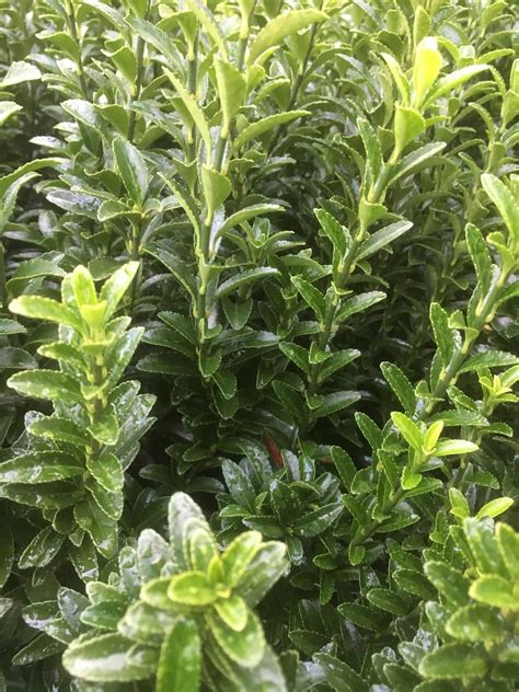 Propagate euonymus – Everydaywits