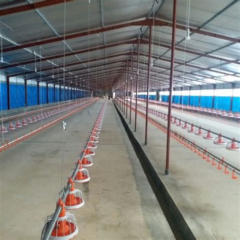 Chicken Farm House Automatic Pan Feeder Line Price Broiler Feed Auger