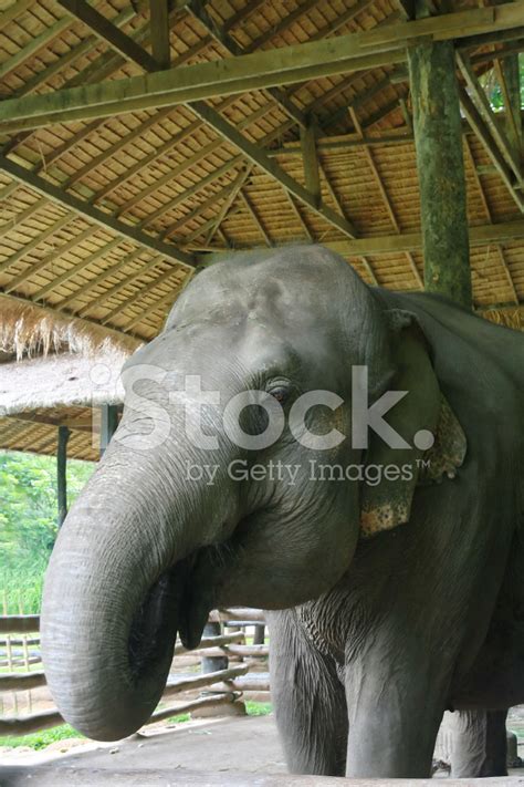 Thai Elephant Stock Photo | Royalty-Free | FreeImages