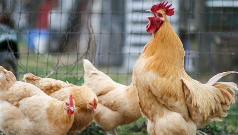 Buff Orpington All You Need To Know: Temperament and Egg Laying