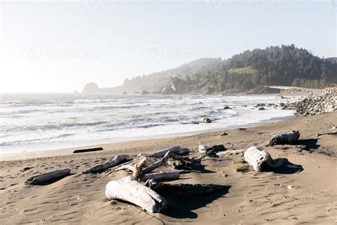 Driftwood on the beach 7400750 Stock Photo at Vecteezy