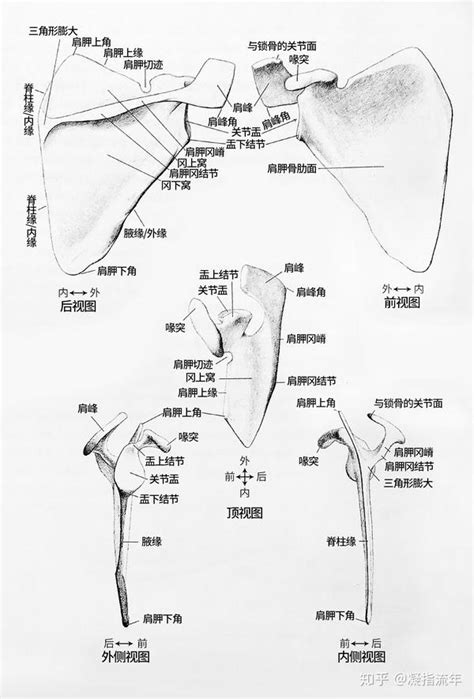 坚持学画：人体结构之骨骼部分——肩胛骨 知乎