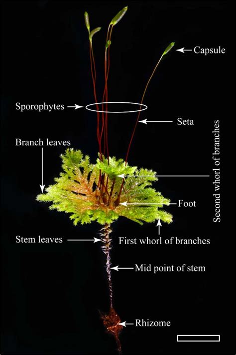 Photograph Of The Gametophyte Of The Umbrella Moss Hypnodendron Download Scientific Diagram