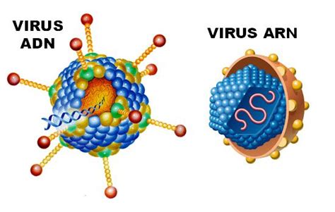 Virus ADN Y ARN