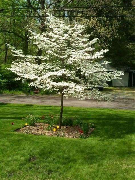 Pin By Sarah Spiller On Flowering Trees Garden Trees Garden