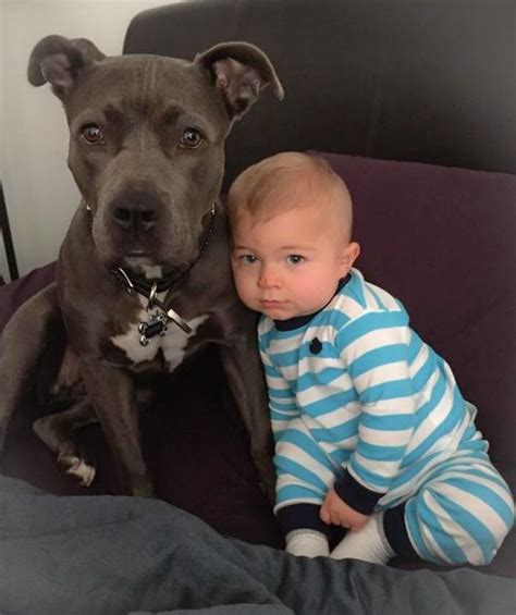 Best Friends Pitbull Love Animals Friends Animals Pitbulls