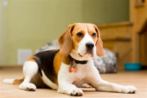 Beagle Training Tips Canna Pet