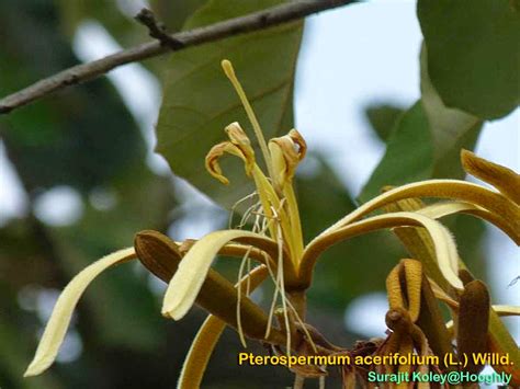 Medicinal Plants Pterospermum Acerifolium Muchukund Dinnerplate Tree