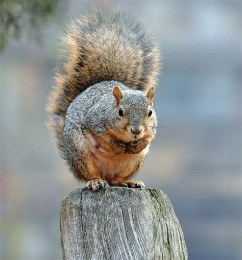 NORTHWEST WILDLIFE ONLINE