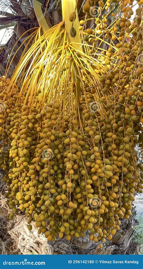 Date Tree And Its Yellow Date Fruits Shining With Its Abundance Stock