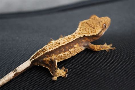 Pinstripe Crested Gecko By Gecko Garden Morphmarket