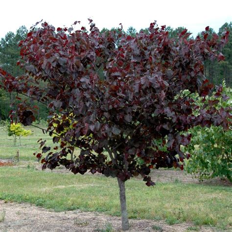 Cercis Canadensis Merlot Pp22297 From Nvk Nurseries