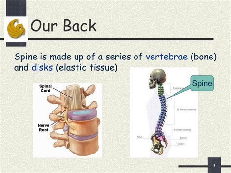 Ppt Computer Aided Diagnosis System For Lumbar Spinal Stenosis Using X Ray Images Powerpoint