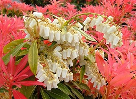 Pieris japonica ‘Forest Flame’ – One Earth Botanical