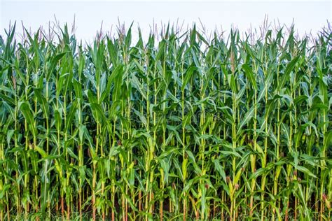 Different Corn Plantation Stock Image Image Of Nature 524311