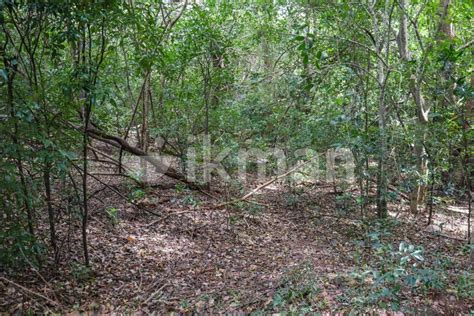 50 Acres Land For Sale In Dambulla Ikman