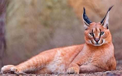 Wild cats, Weird animals, Caracal cat