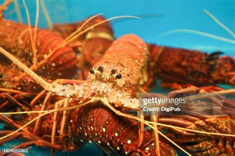 Lobster And Fish Tank Photos And Premium High Res Pictures Getty Images