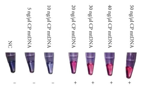 Hybridization of GNP-oligonucleotide conjugate with mitochondrial DNA ...