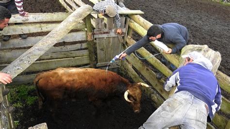 Desparasitar O Gado FP Deworming The Cattle On A Very Windy Day