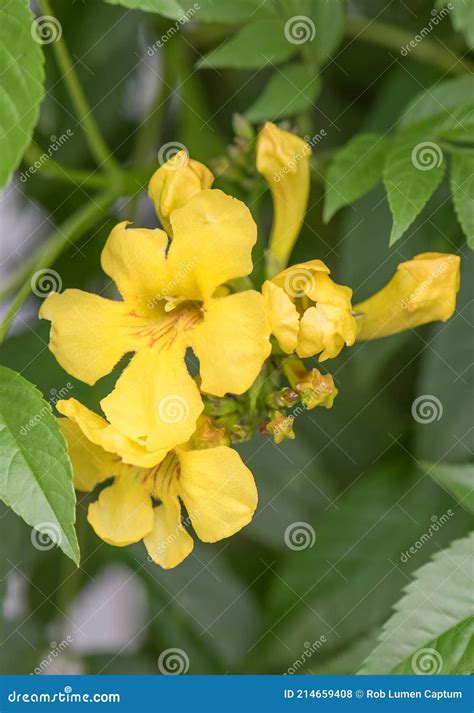 Trumpet Vine Campsis Radicans Flava Yellow Flower In Close Up Stock