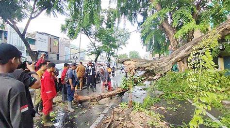 Timpa Mobil Pohon Tumbang Di Jalan Gatsu Bikin Arus Lalu Lintas Macet