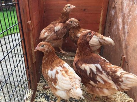 2 X Point Of Lay POL Pullets Hens Chickens Great Layers In Ealing