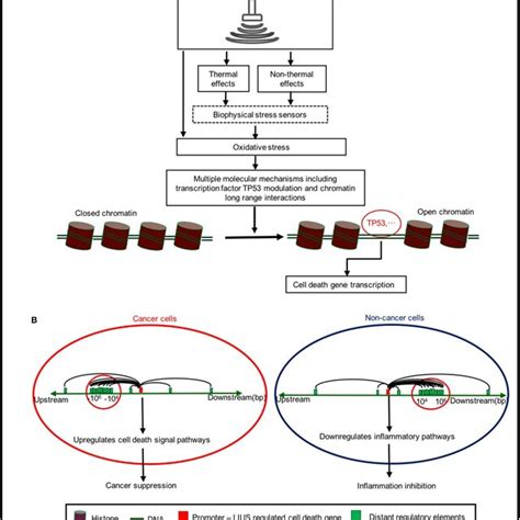 A New Working Model On Lius Mediated Cancer Suppressing And