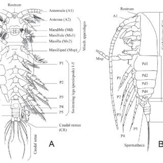 external morphology  calanoid copepods diagram   adult female