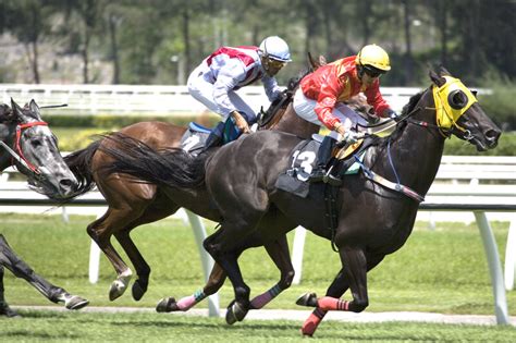 How to Become a Professional Horse Gambler - Rainbow Grocery