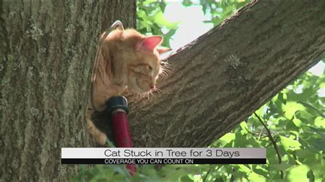 Kitten Stuck In Tree For 3 Days Youtube